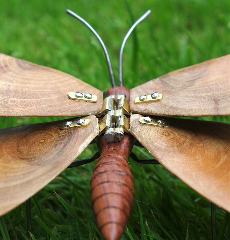 Wood Butterfly - close up of wing mechanics